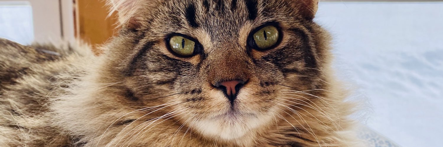 snugglepants_'s profile banner image