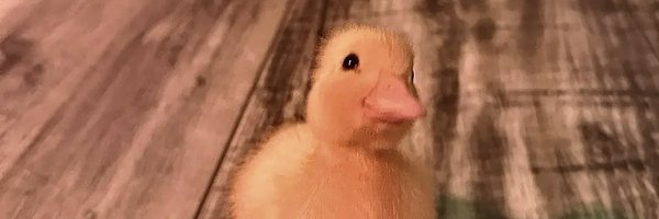 prannygo Profile Banner