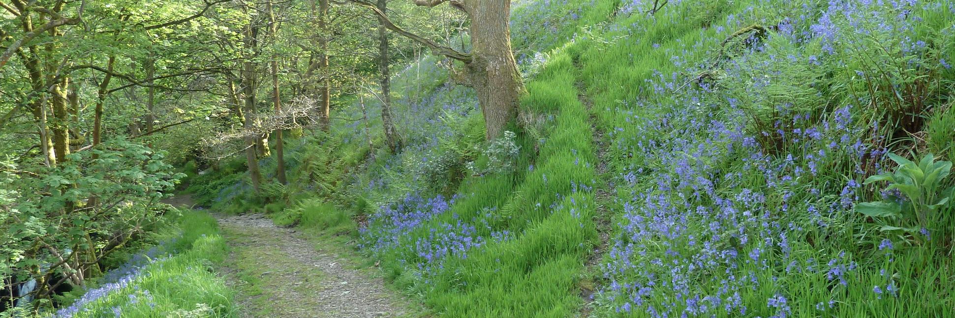 Bob D 🌍🦋 banner