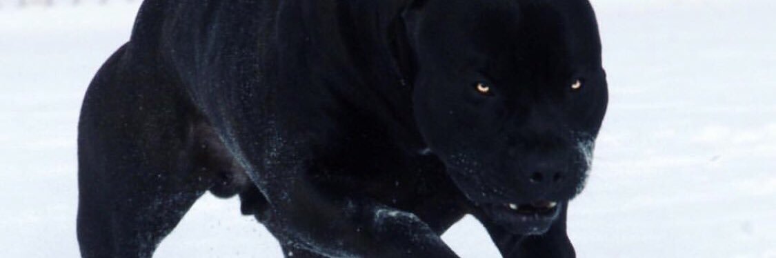 WolfPack13_'s profile banner image