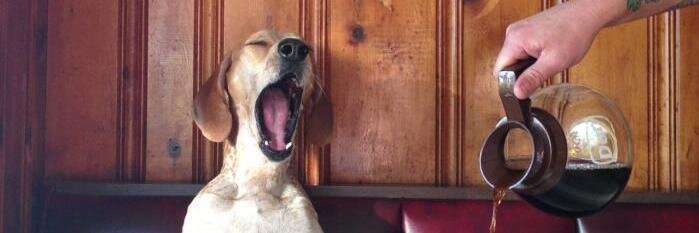 Shulil ☕️ banner