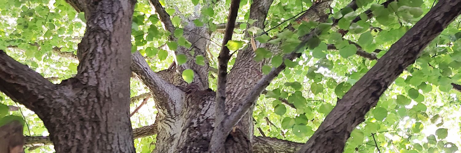 Kognitive Dissonanz banner