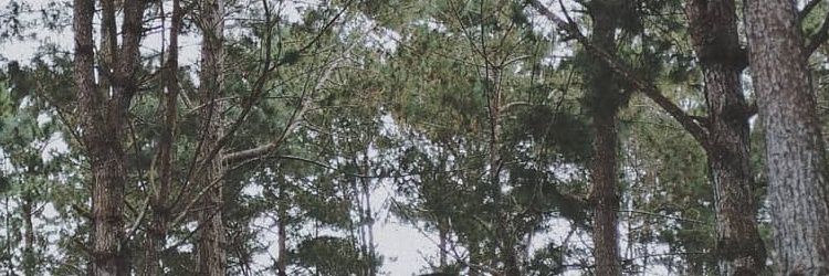 Dabooooy's profile banner image