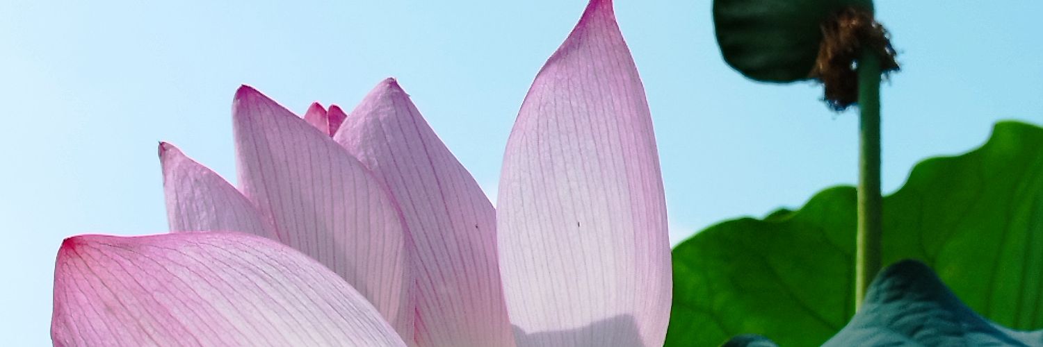 🪷Ebilar🪷禁止转载 banner