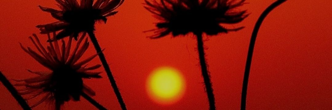 SONIL1920's profile banner image