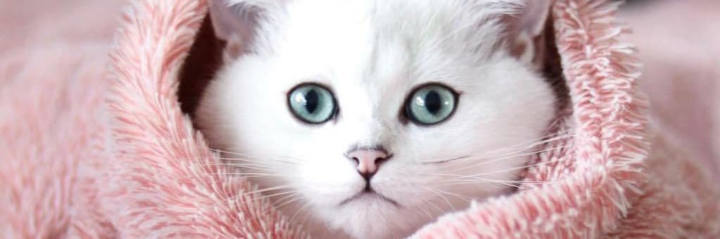 kitty_texas's profile banner image