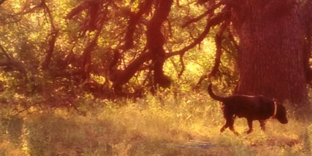 roofhound's profile banner image