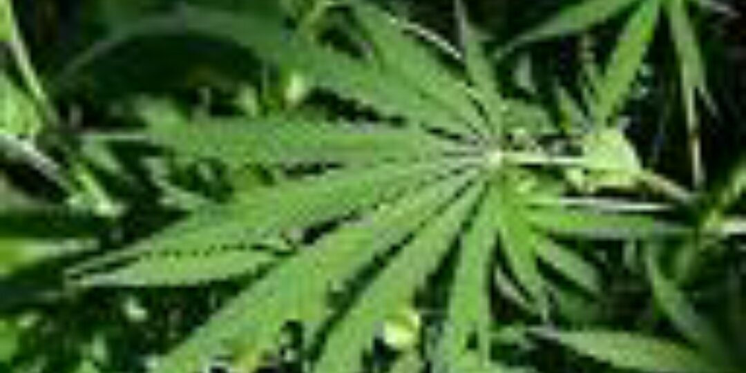 Tatty_Colorada's profile banner image