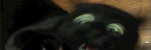 sesametreet Profile Banner