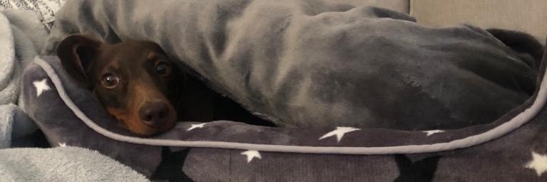 RyanHollifield's profile banner image