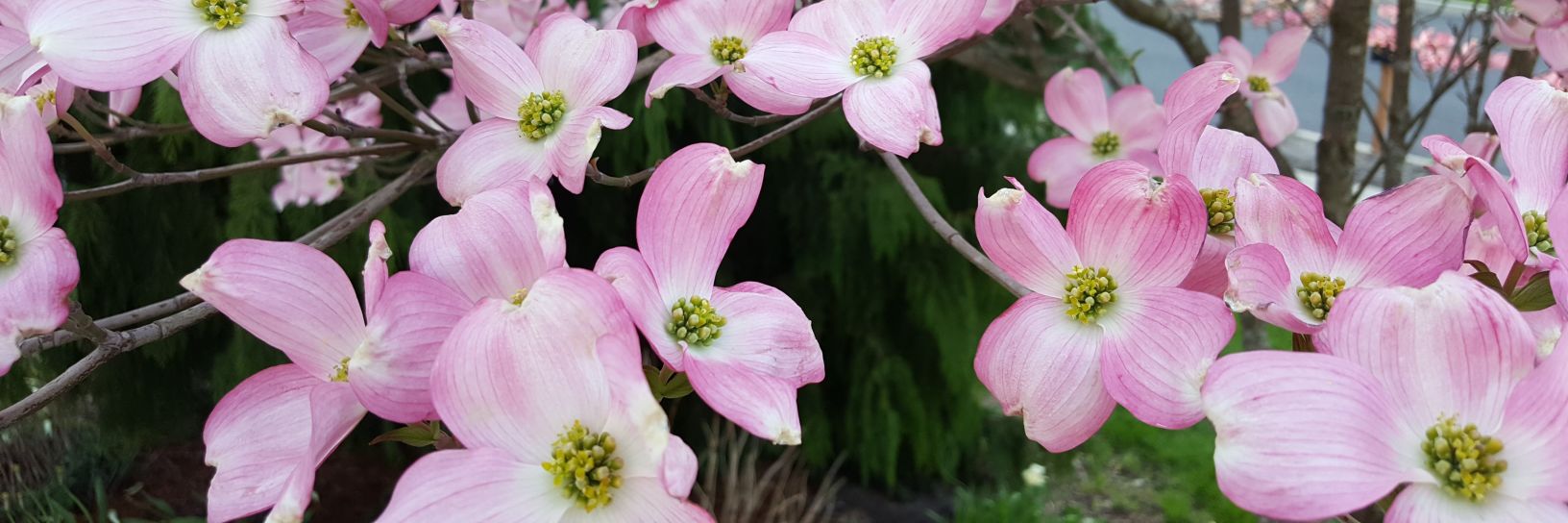 Swithin Chandler IV banner