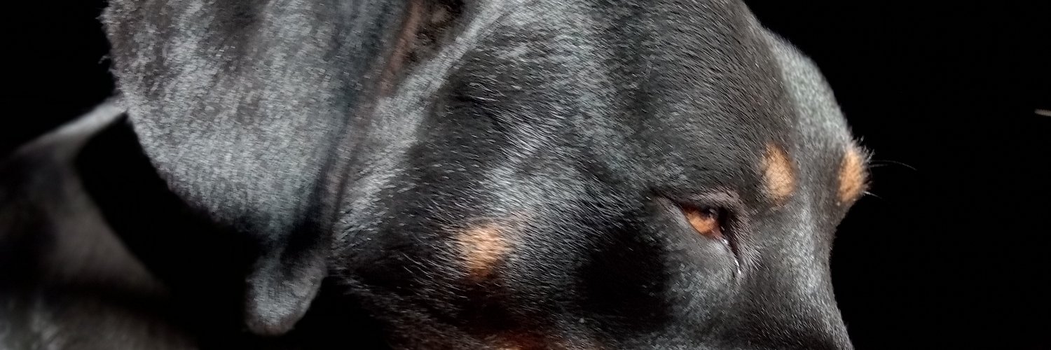 0800_nacho's profile banner image