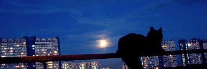 saiohy_'s profile banner image