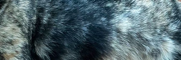 JortsTheCat Profile Banner