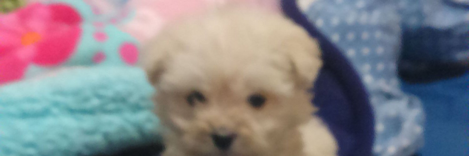 panzon71's profile banner image