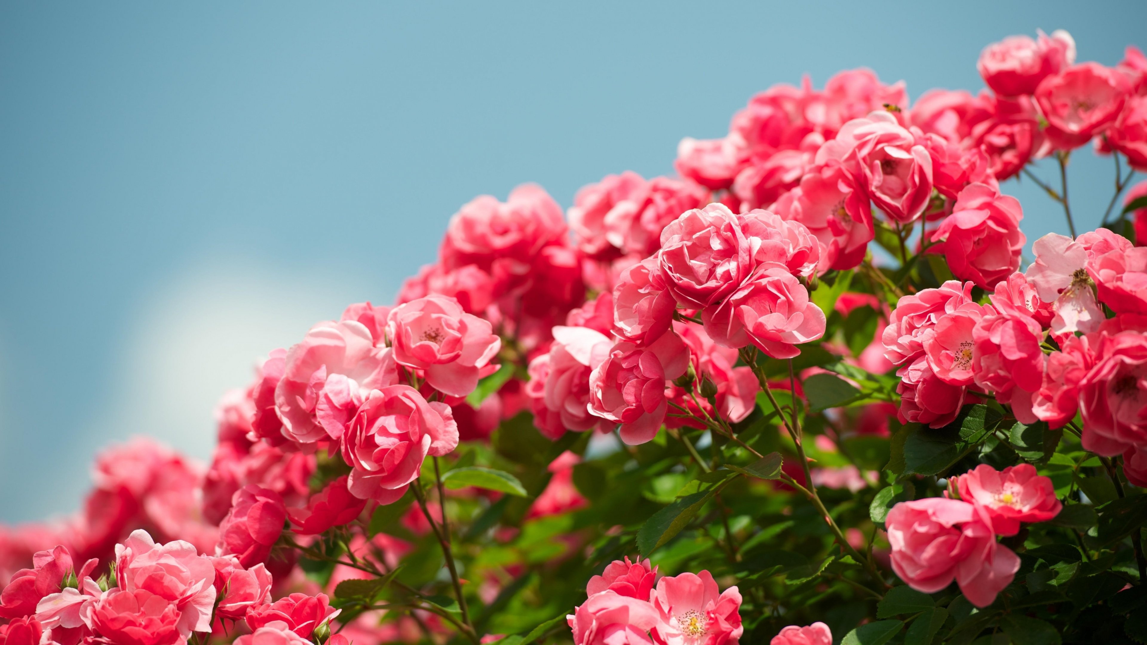 sayyad_2013's profile banner image