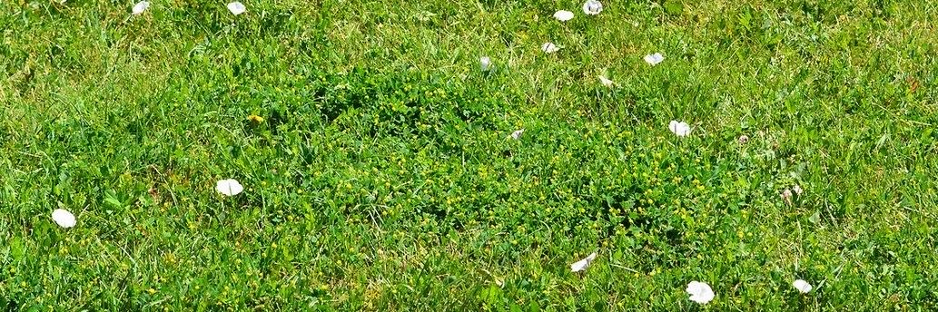 grapecasserole's profile banner image