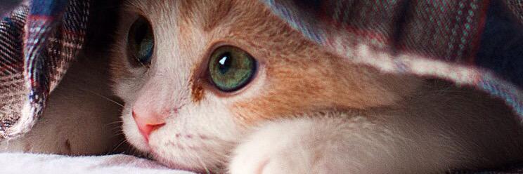 yzi's profile banner image