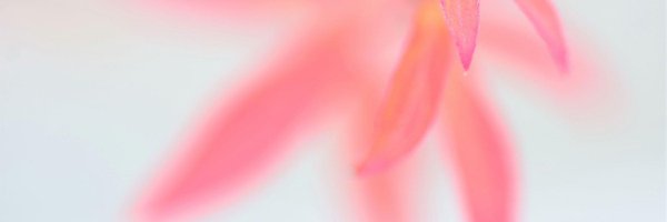 rosemary_0008 Profile Banner