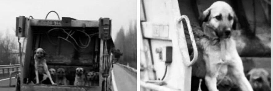 Ayşe Tüylüoğlu banner