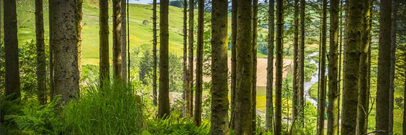 forestryclimatechange banner