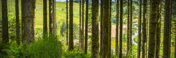 forestryclimate Profile Banner