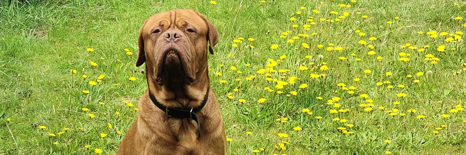 David Codfather banner