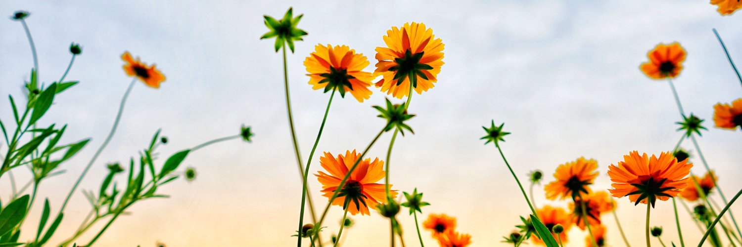 yan🌸 banner