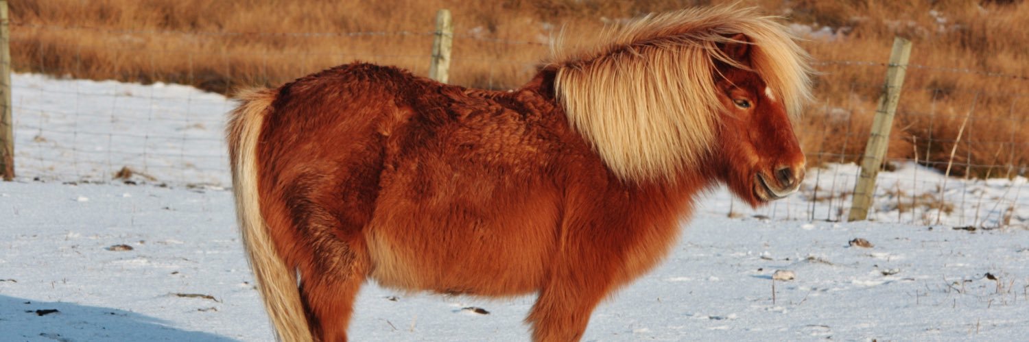 Scott Stapleton (shetland pony) banner