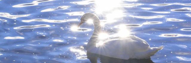 🦢en banner