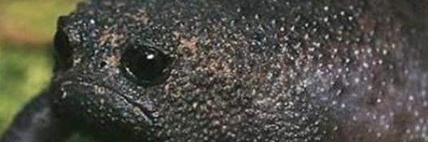 Ghostrikuta's profile banner image