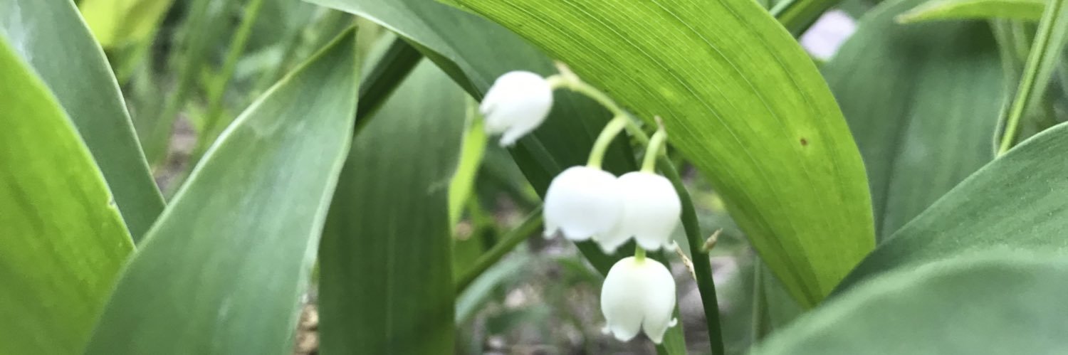 Fabienne Gillon banner