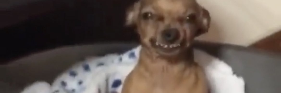 Mo The Stally 🍉🇵🇸 banner