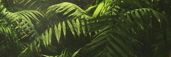 Lizard_nl Profile Banner