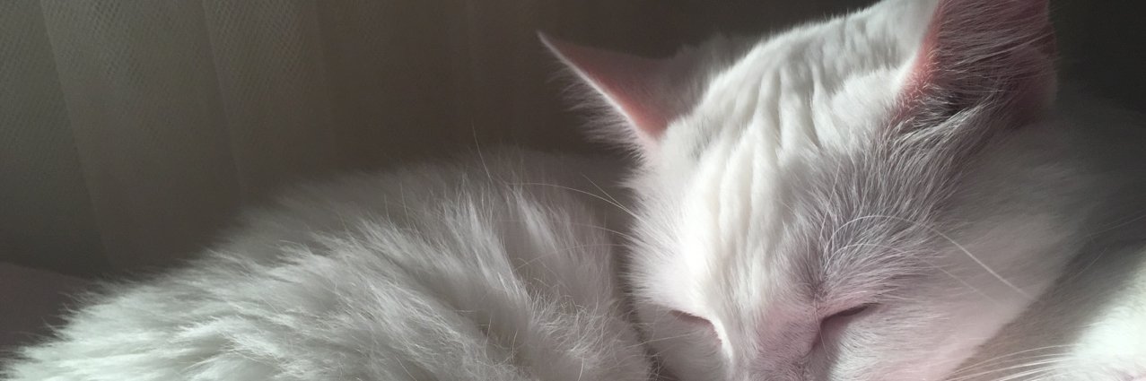 meowsiewowsie's profile banner image