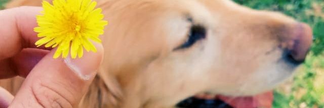 coniluceroo's profile banner image