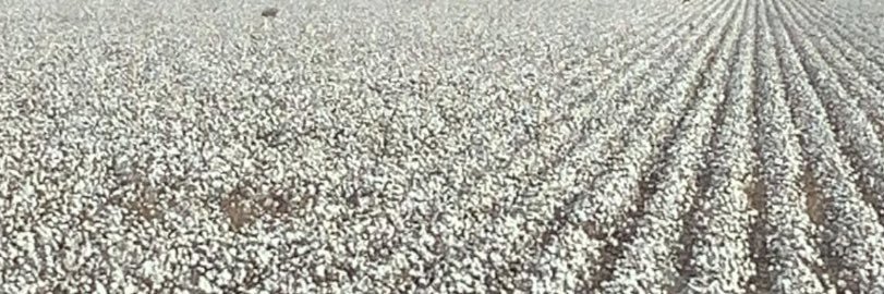 Justin Campbell banner