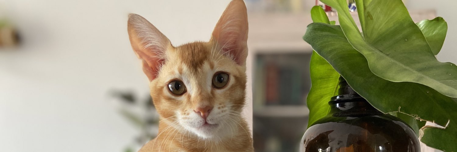 sabsortedhai's profile banner image