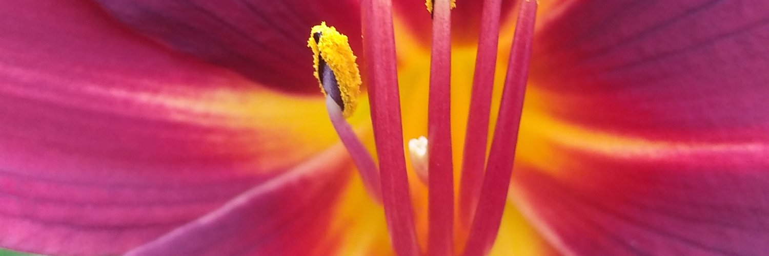 spilosomalubs's profile banner image