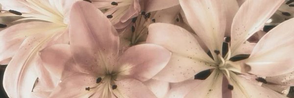 VImia_ Profile Banner