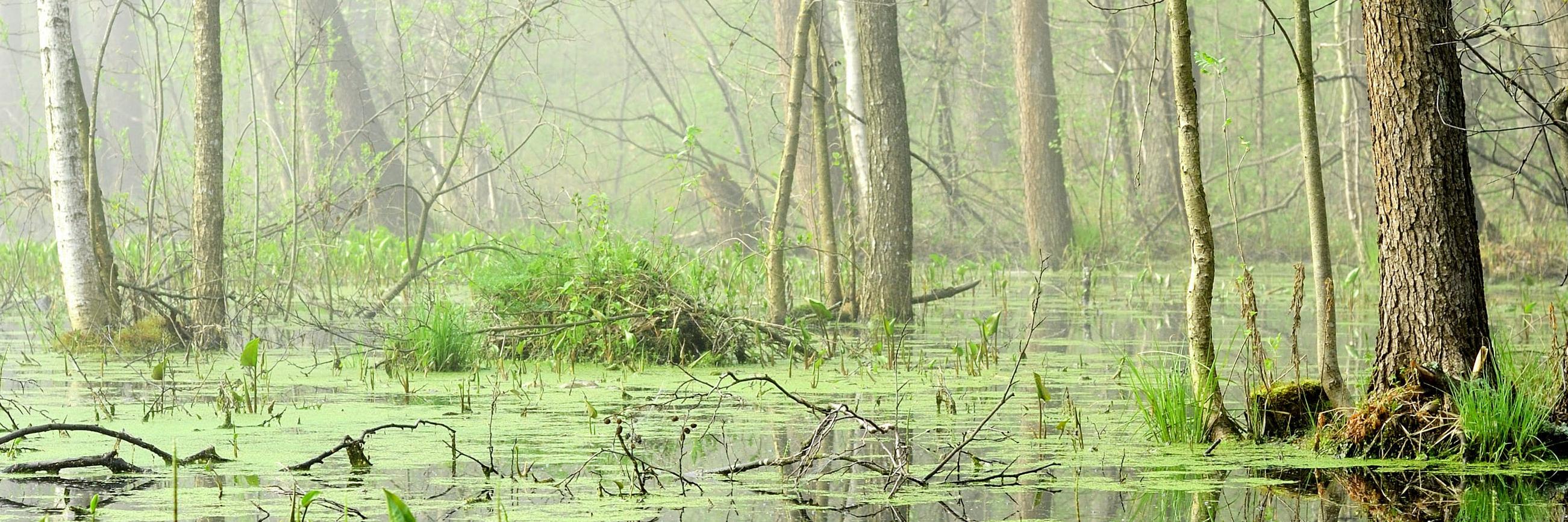 openbayou's profile banner image