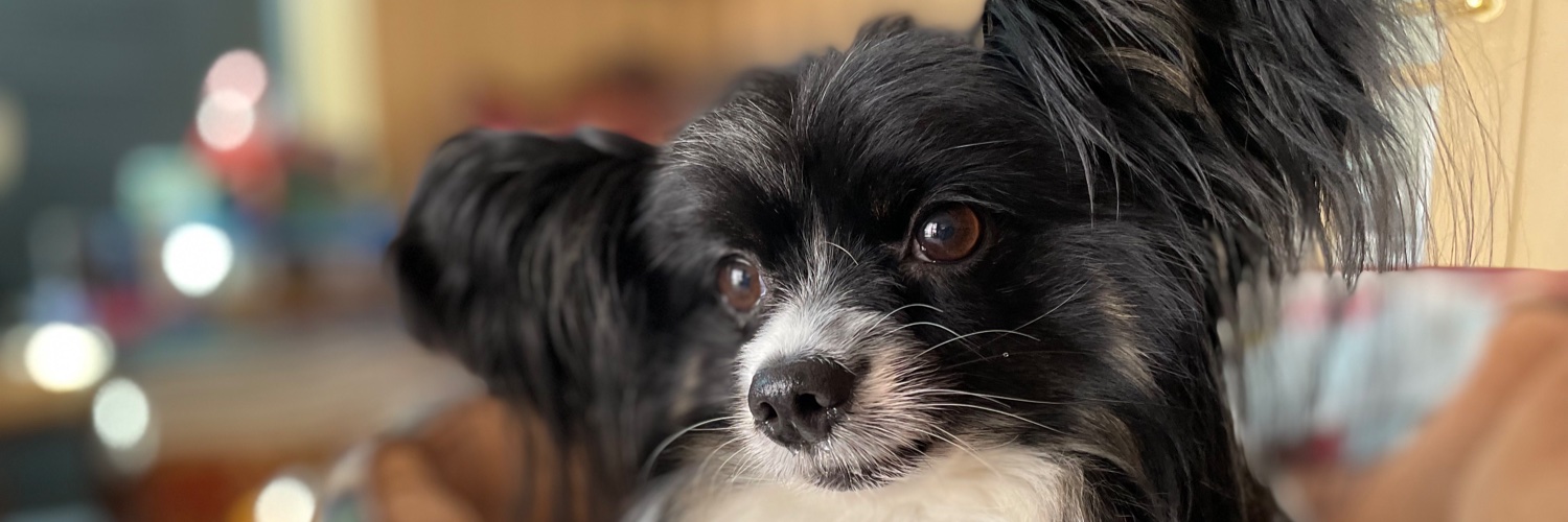 dogtuberjerry's profile banner image