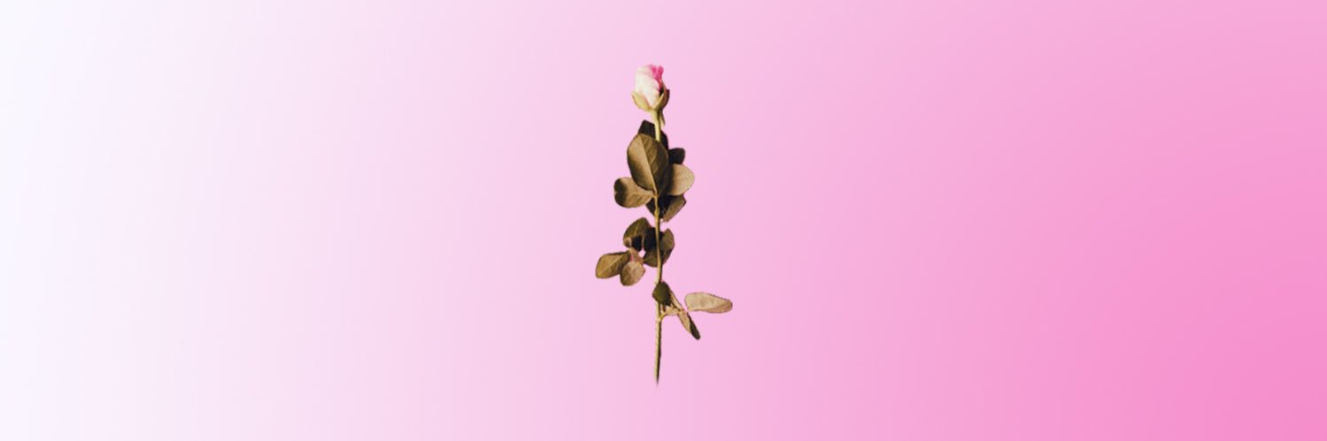 woorose_studio's profile banner image