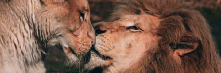 254_lyon's profile banner image