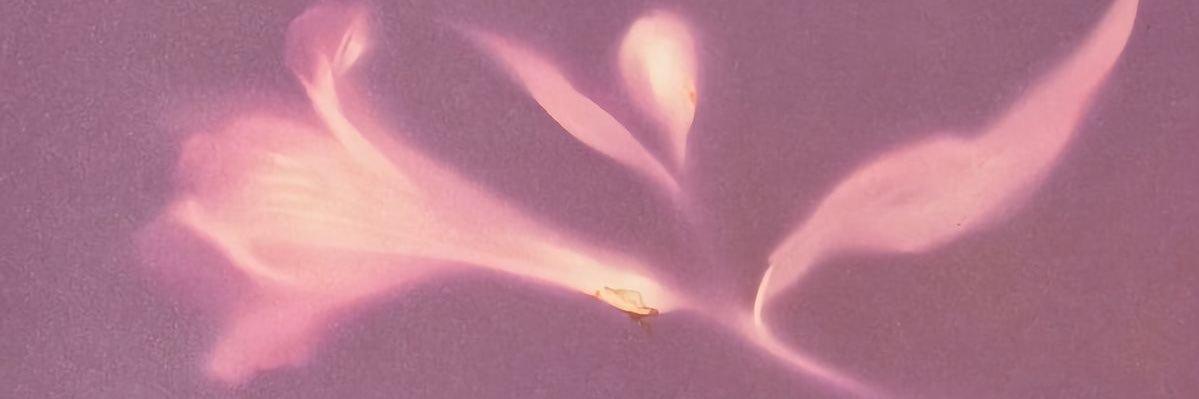 𓆃's banner