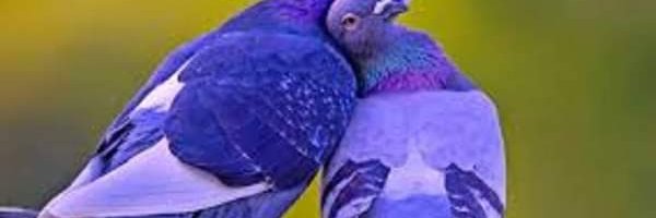 PoliticalEngi10's profile banner image