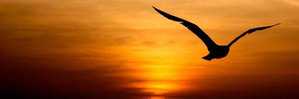 medibroker's profile banner image