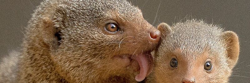 dingusamongoose's profile banner image