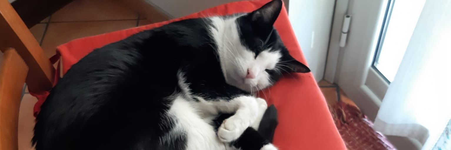 cincillà felino banner