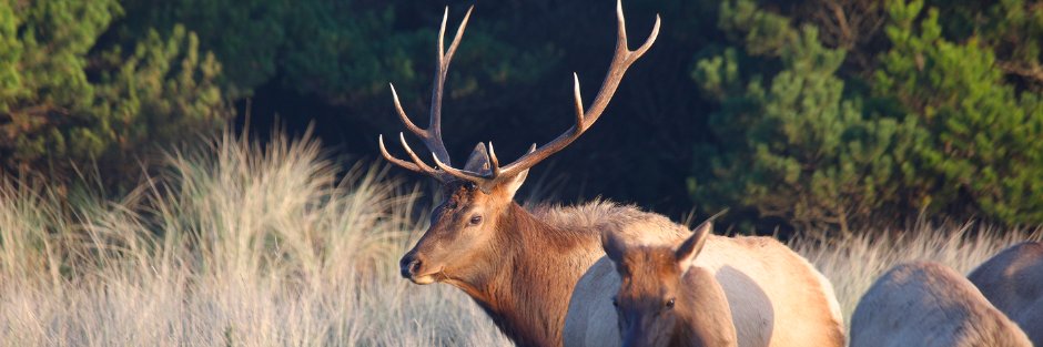 Oregon Department of Fish and Wildlife banner